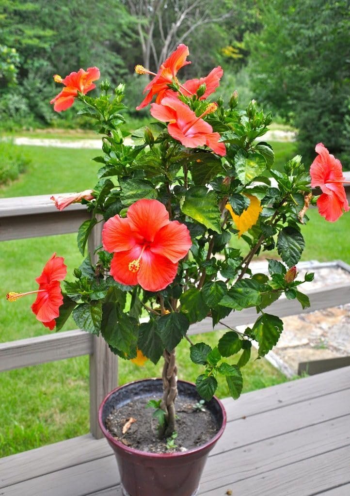 Hibiscus Plant